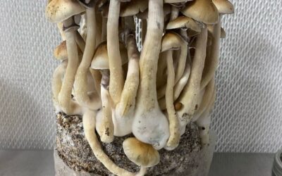 Setas, lucidez y respeto: un viaje con MycoBag